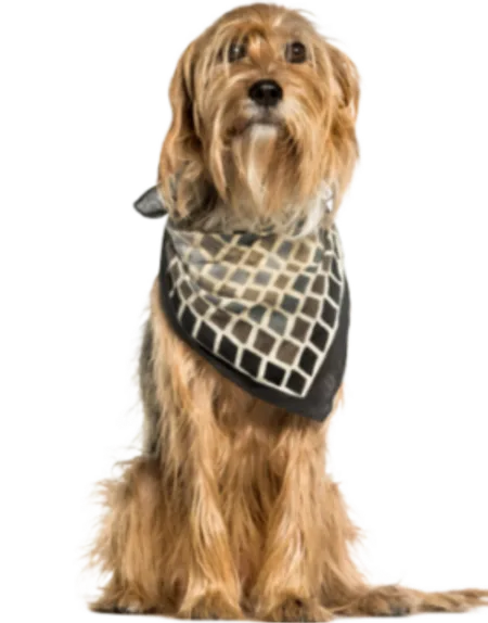 Stichelhaariger Bosnischer Laufhund – Barak