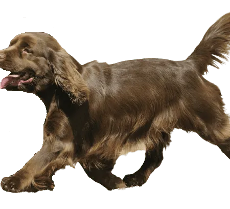 Sussex Spaniel