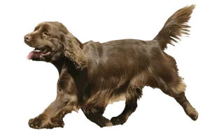 Sussex Spaniel