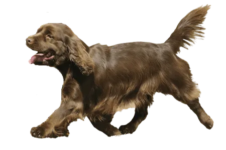 Sussex Spaniel