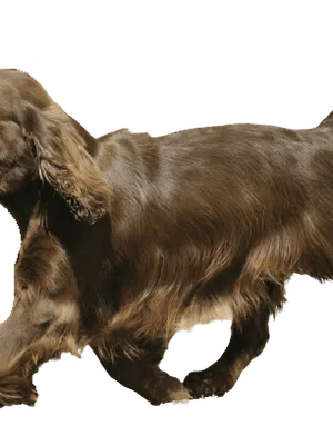 Sussex Spaniel