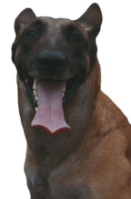 Taiwanhund