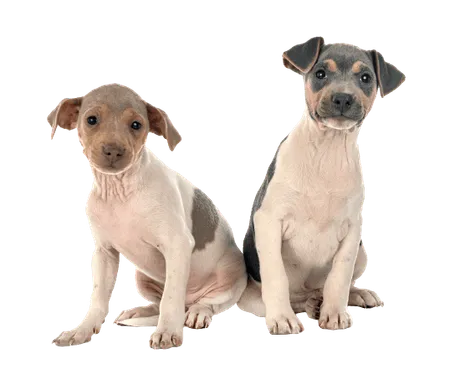Terrier Brasileiro
