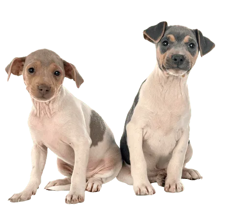 Terrier Brasileiro