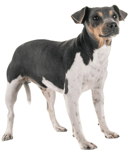 Terrier Brasileiro