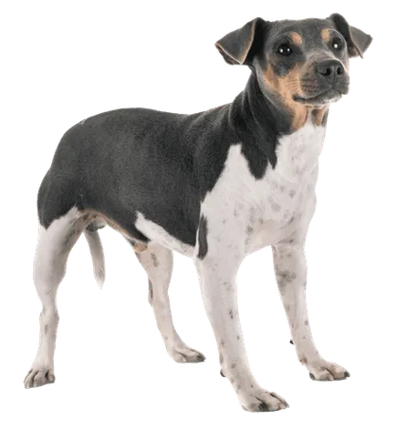 Terrier Brasileiro