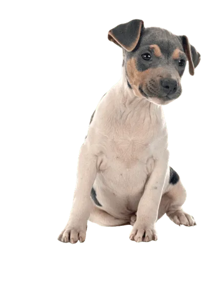 Terrier Brasileiro