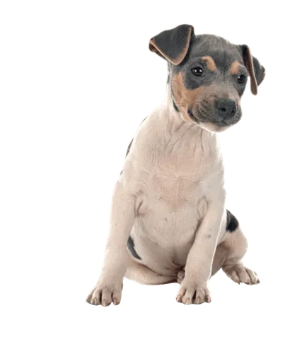 Terrier Brasileiro