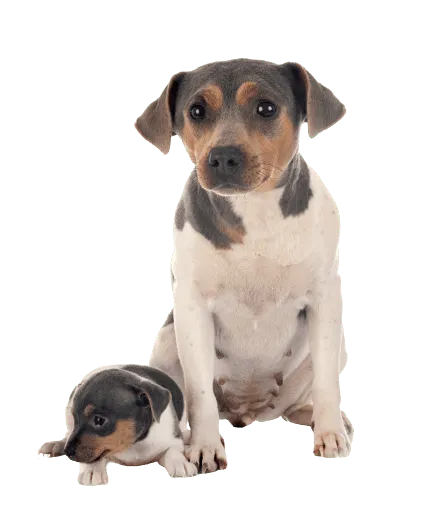 Terrier Brasileiro