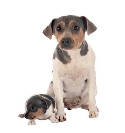 Terrier Brasileiro