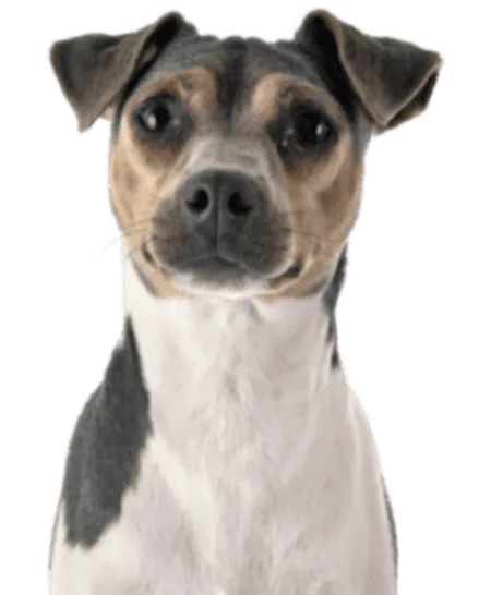 Terrier Brasileiro