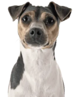 Terrier Brasileiro