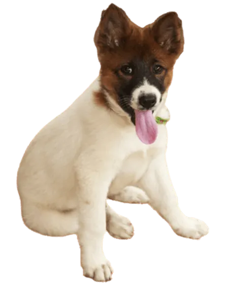 Thai Bangkaew Dog (6)