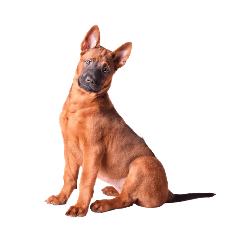 Thai Ridgeback (3)