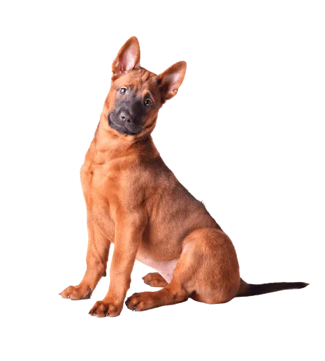 Thai Ridgeback (3)