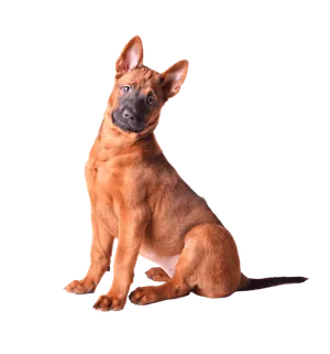Thai Ridgeback (3)