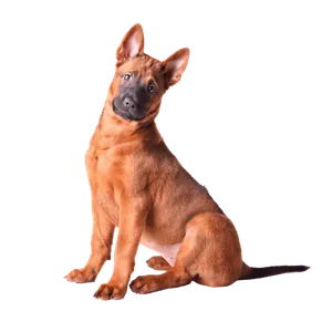 Thai Ridgeback (3)
