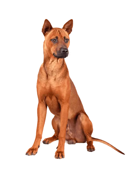 Thai Ridgeback (5)