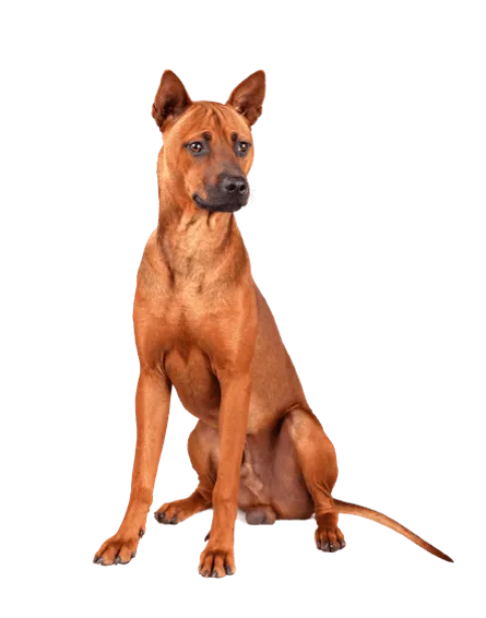Thai Ridgeback (5)