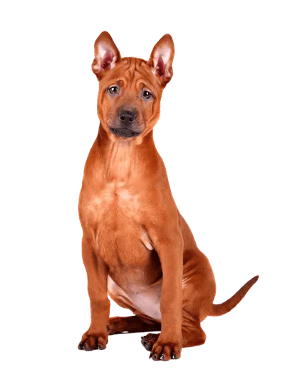 Thai Ridgeback (6)