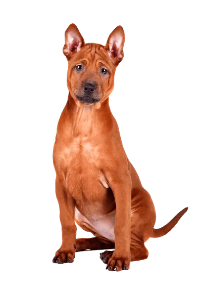 Thai Ridgeback (6)
