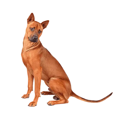 Thai Ridgeback (2)