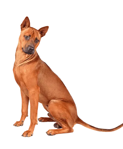 Thai Ridgeback (2)