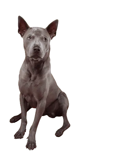 Thai Ridgeback (4)