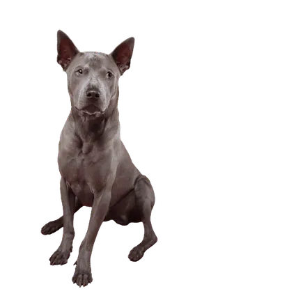 Thai Ridgeback (4)