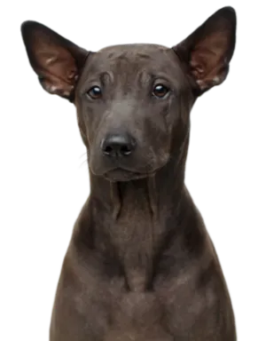 Thai Ridgeback