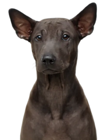Thai Ridgeback