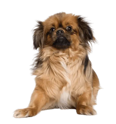 Tibet-Spaniel (4)
