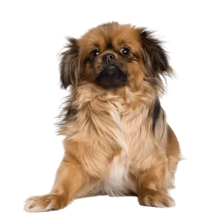 Tibet-Spaniel (4)