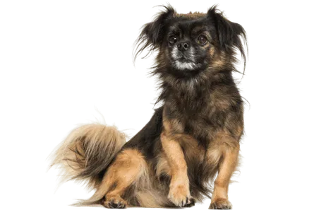 Tibet-Spaniel Bild 3