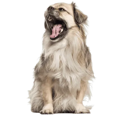 Tibet-Spaniel (5)
