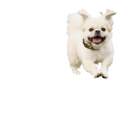 Tibet-Spaniel (6)