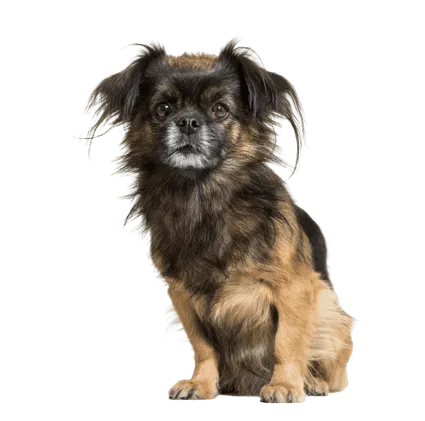 Tibet-Spaniel (7)