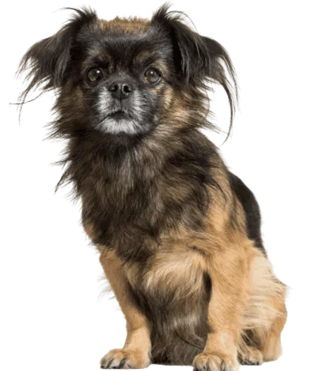 Tibet Spaniel