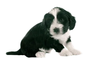 Tibet-Terrier (6)