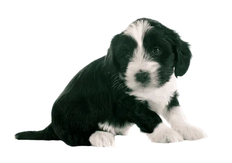 Tibet-Terrier (6)
