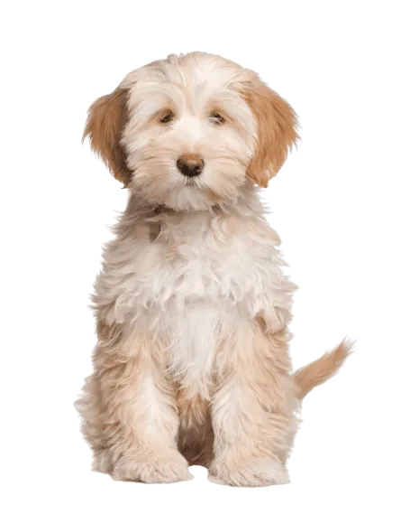 Tibet-Terrier (5)