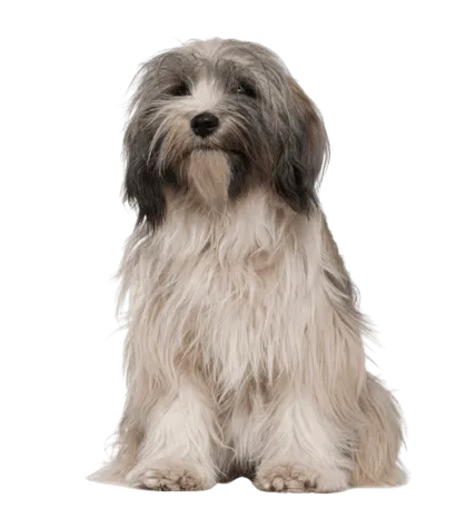 Tibet-Terrier (1)