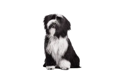 Tibet-Terrier