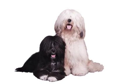 Tibet-Terrier (2)