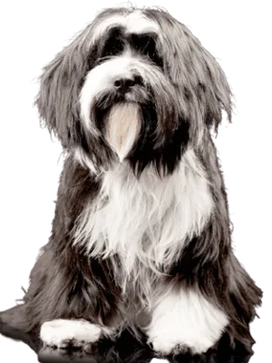 Tibet-Terrier