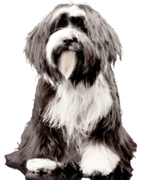 Tibet-Terrier