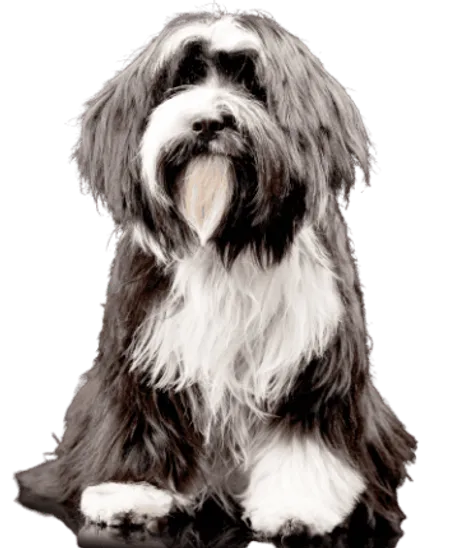 Tibet-Terrier