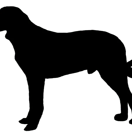 Transmontano-Hirtenhund