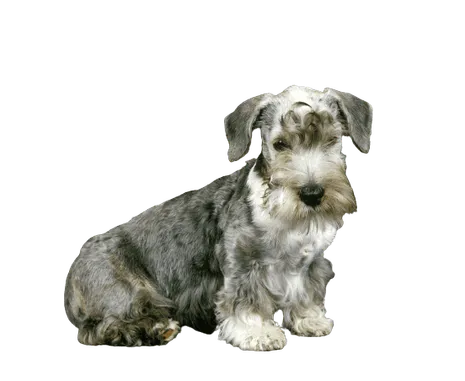 Tschechischer Terrier