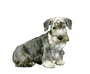 Tschechischer Terrier